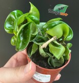 Magazoo Hoya Carnosa 'Compacta' Plant | Hoya Hindu Rope - 6 cm