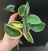 Magazoo Hoya Carnosa Plant 'Krimson Queen' - 6 cm