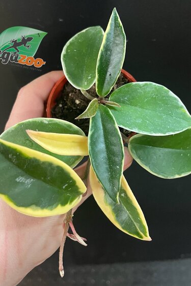 Magazoo Plante Hoya Carnosa 'Krimson Queen' - 6 cm