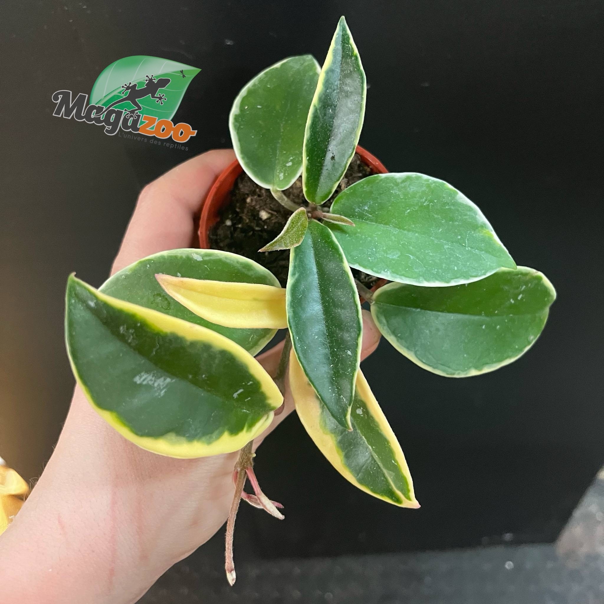 Magazoo Plante Hoya Carnosa 'Krimson Queen' - 6 cm