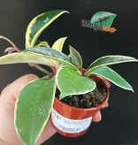 Magazoo Hoya Carnosa Plant 'Krimson Queen' - 6 cm