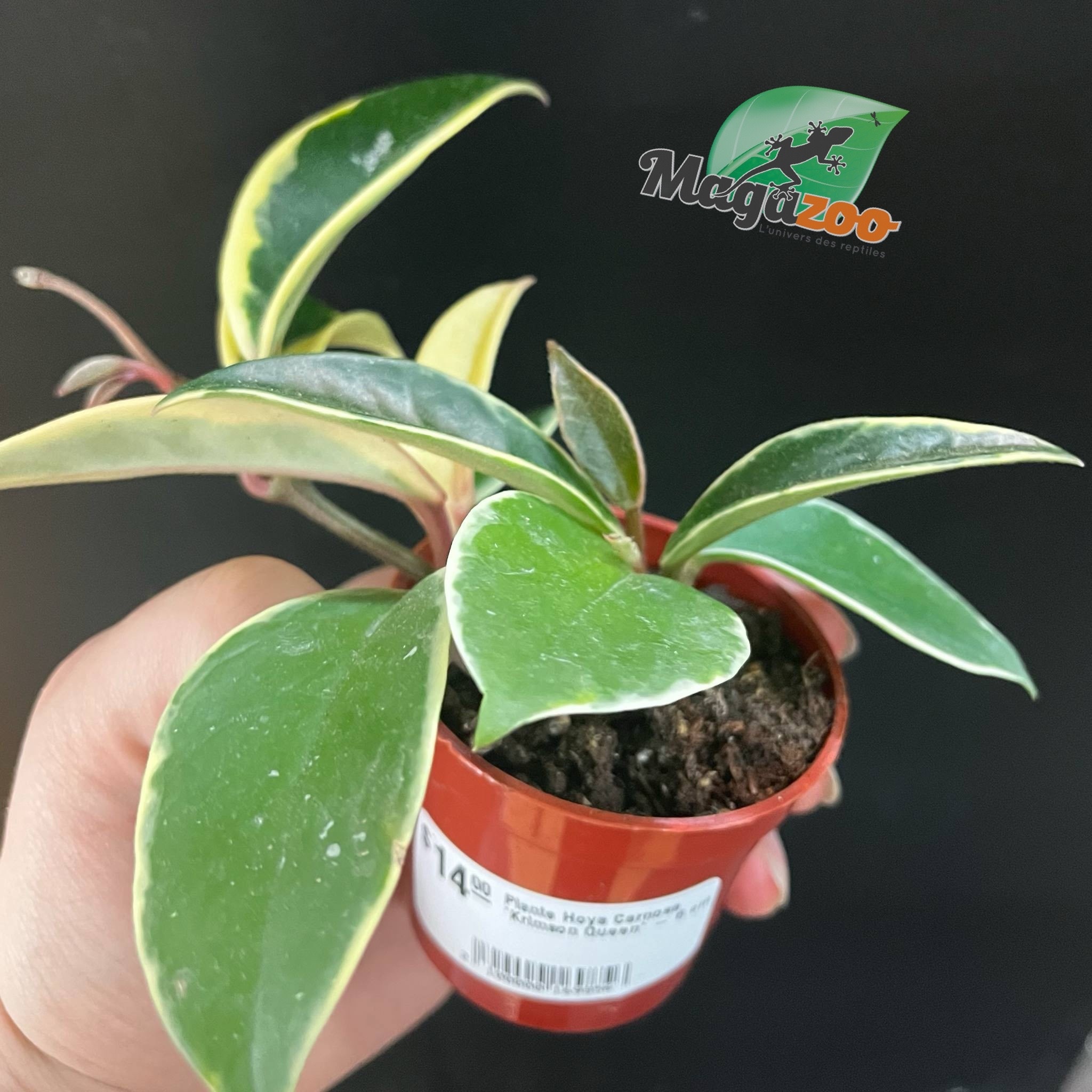 Magazoo Plante Hoya Carnosa 'Krimson Queen' - 6 cm