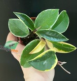 Magazoo Plante Hoya Carnosa 'Krimson Queen' - 6 cm