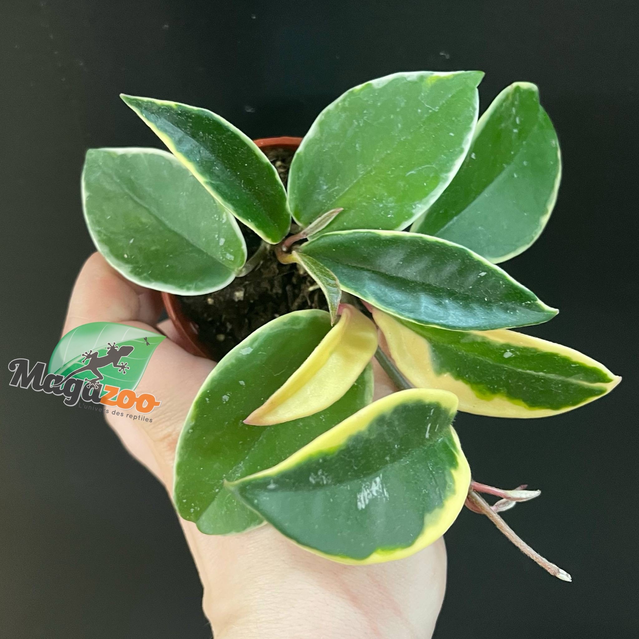Magazoo Plante Hoya Carnosa 'Krimson Queen' - 6 cm