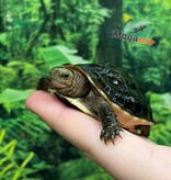 Magazoo Tortue boîte de Chine (Bébé)/Cuora flavomarginata