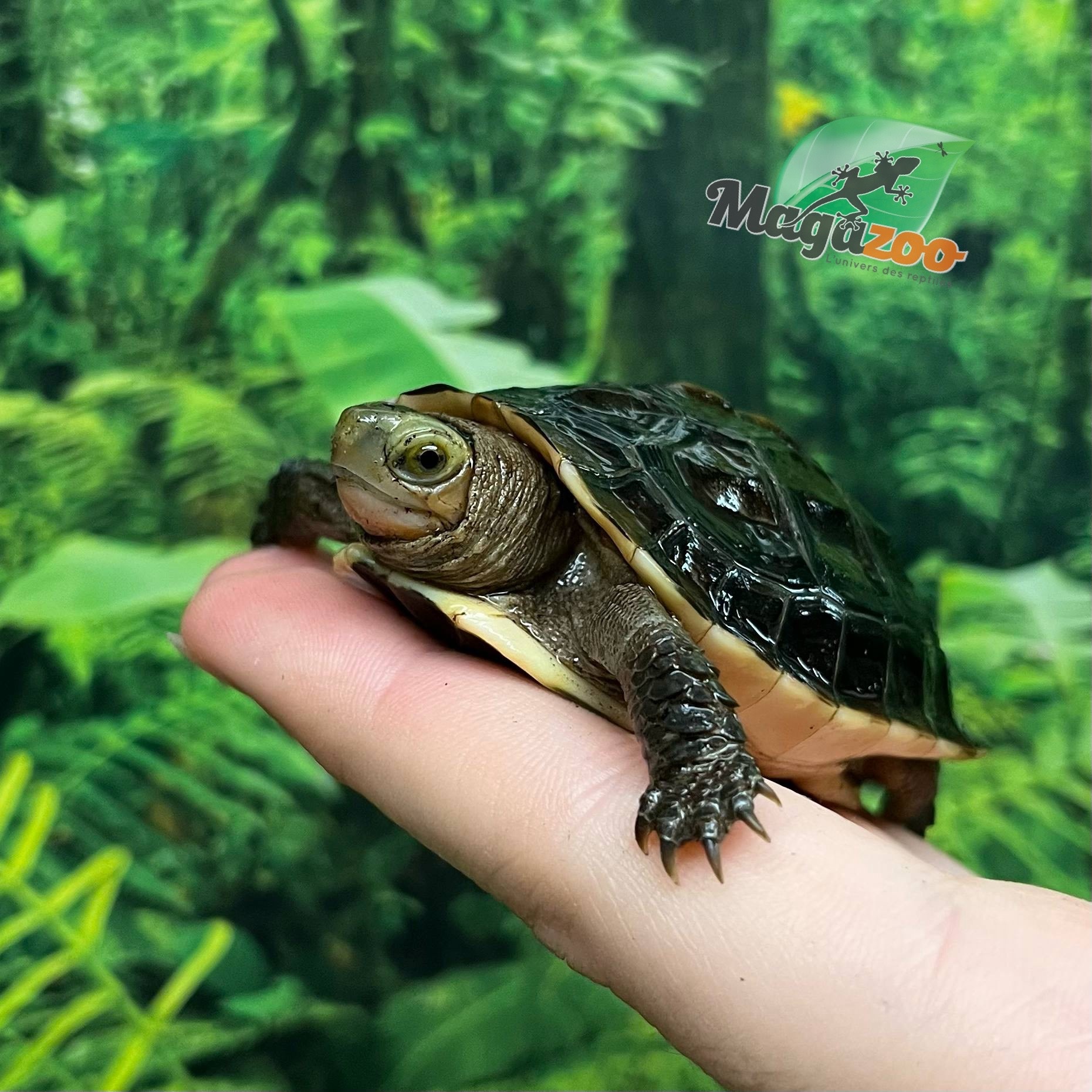 Magazoo Chinese Box turtle (Baby)/Cuora flavomarginata