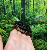Magazoo Chinese Box turtle (Baby)/Cuora flavomarginata