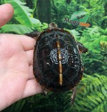 Magazoo Chinese Box turtle (Baby)/Cuora flavomarginata