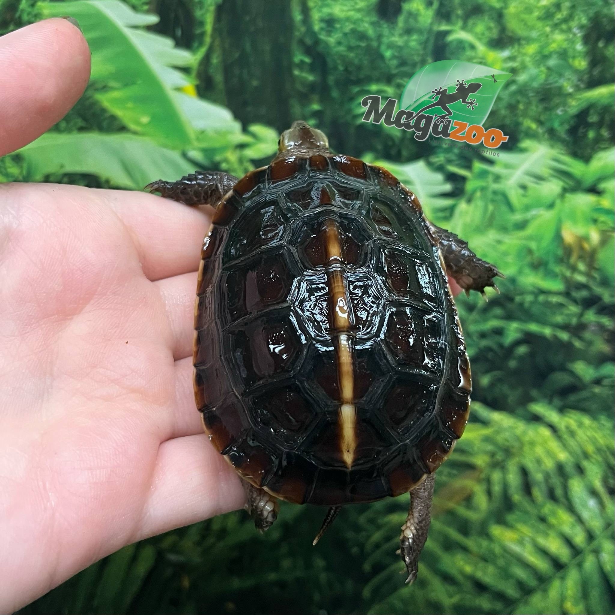 Magazoo Tortue boîte de Chine (Bébé)/Cuora flavomarginata