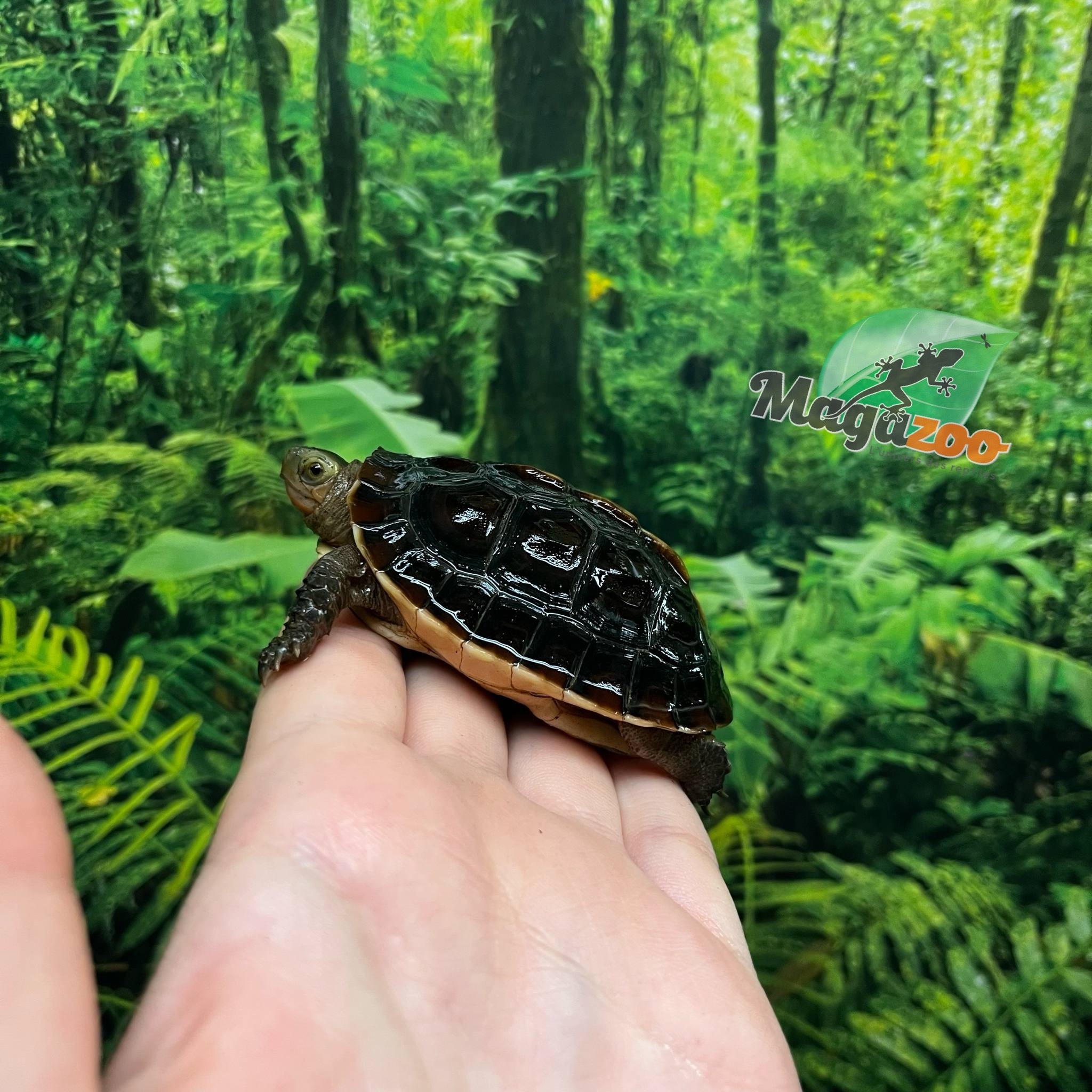 Magazoo Tortue boîte de Chine (Bébé)/Cuora flavomarginata