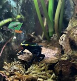 Magazoo Grenouille Dendrobates ''True Sipaliwini'' Bébé