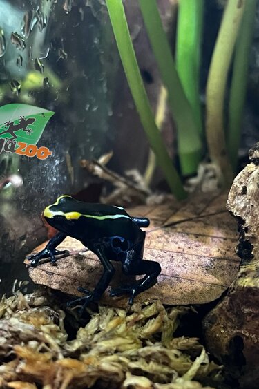 Magazoo Baby True Sipaliwini Poison Dart frog