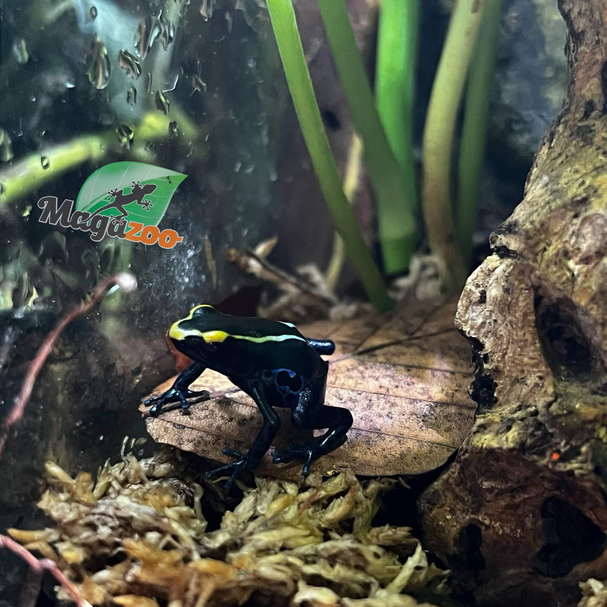 Magazoo Grenouille Dendrobates ''True Sipaliwini'' Bébé