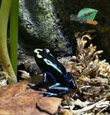 Magazoo Grenouille Dendrobates ''True Sipaliwini'' Bébé