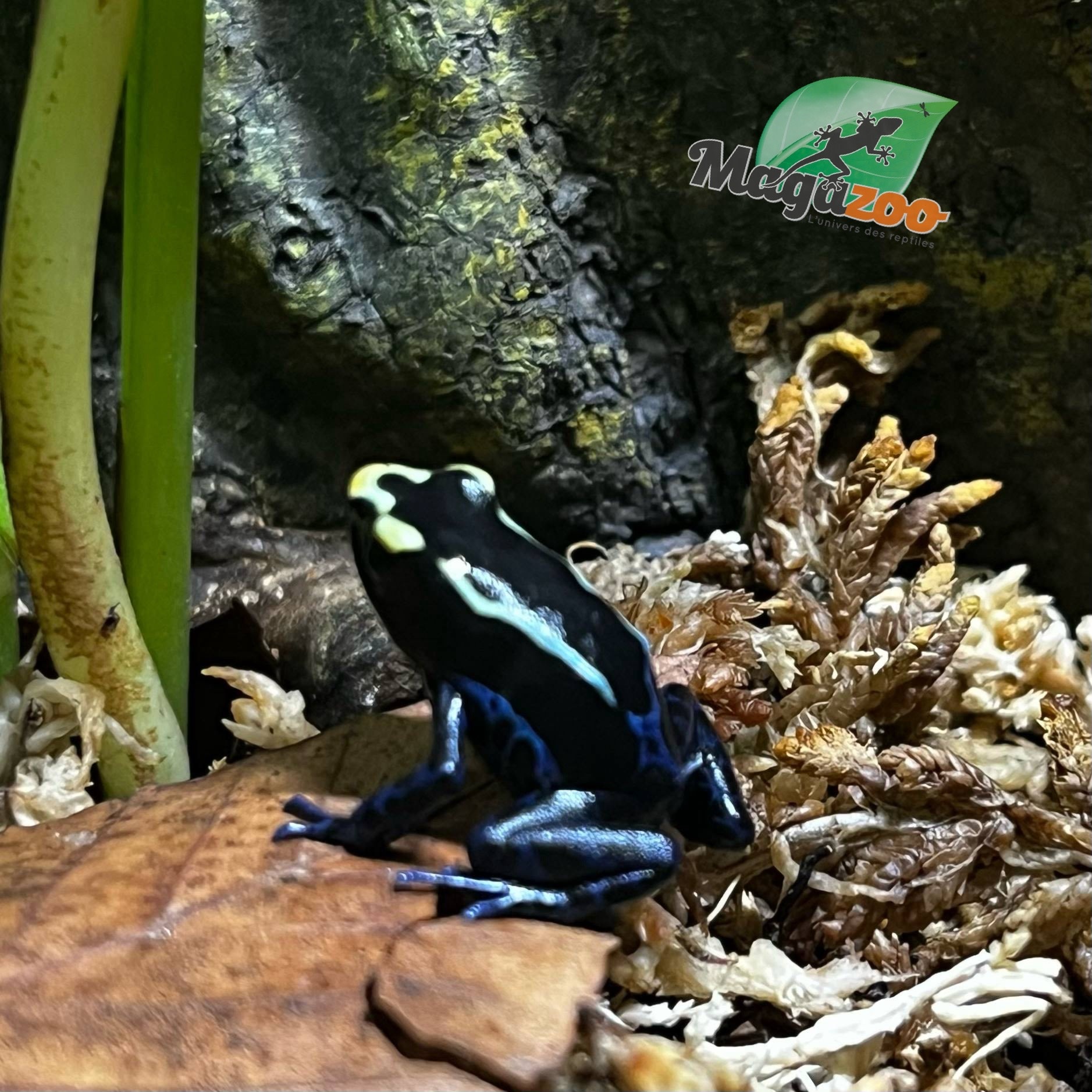 Magazoo Grenouille Dendrobates ''True Sipaliwini'' Bébé