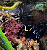 Magazoo Grenouille Dendrobates ''True Sipaliwini'' Bébé