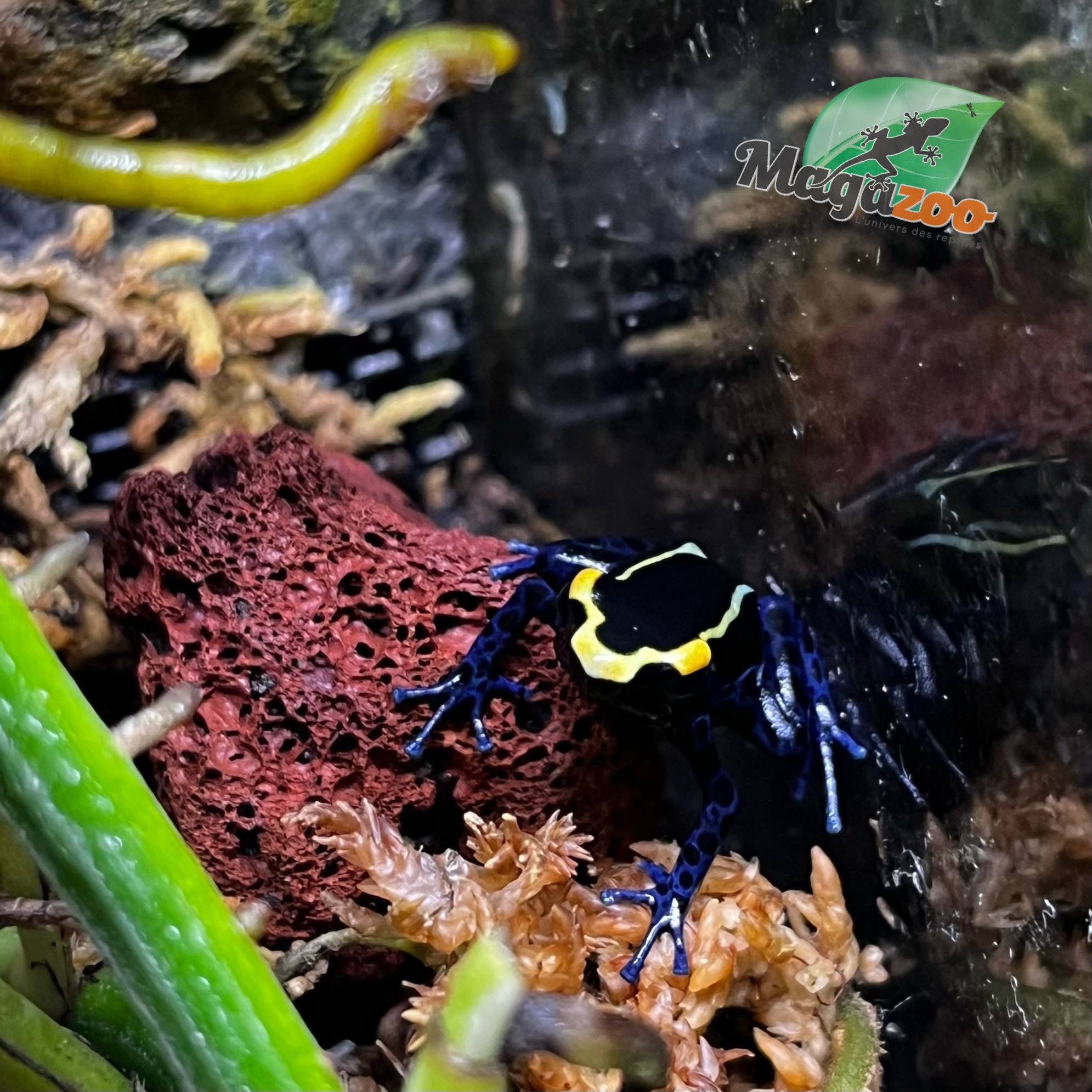 Magazoo Baby True Sipaliwini Poison Dart frog