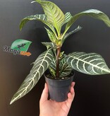 Magazoo Plante Aphelandra Squaroza 'Dania' | Aphelandra Zebra - 10 cm