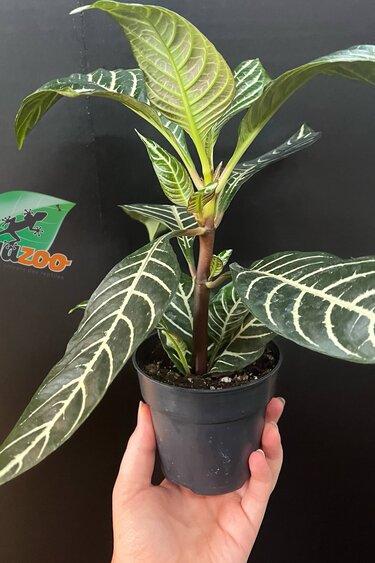 Magazoo Aphelandra Squarroza Plant 'Dania' | Aphelandra Zebra - 10 cm