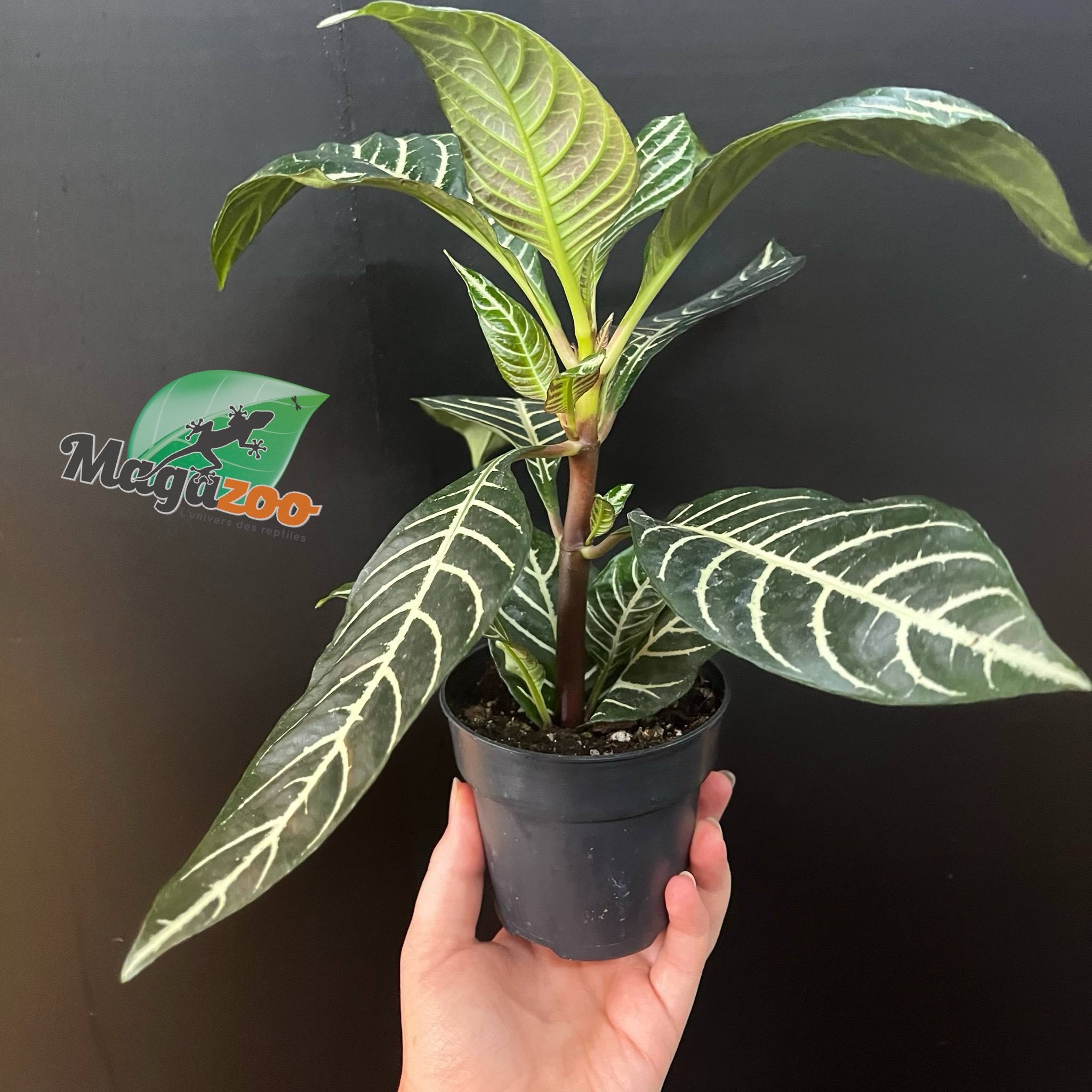 Magazoo Aphelandra Squarroza Plant 'Dania' | Aphelandra Zebra - 10 cm