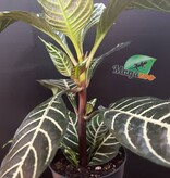 Magazoo Aphelandra Squarroza Plant 'Dania' | Aphelandra Zebra - 10 cm