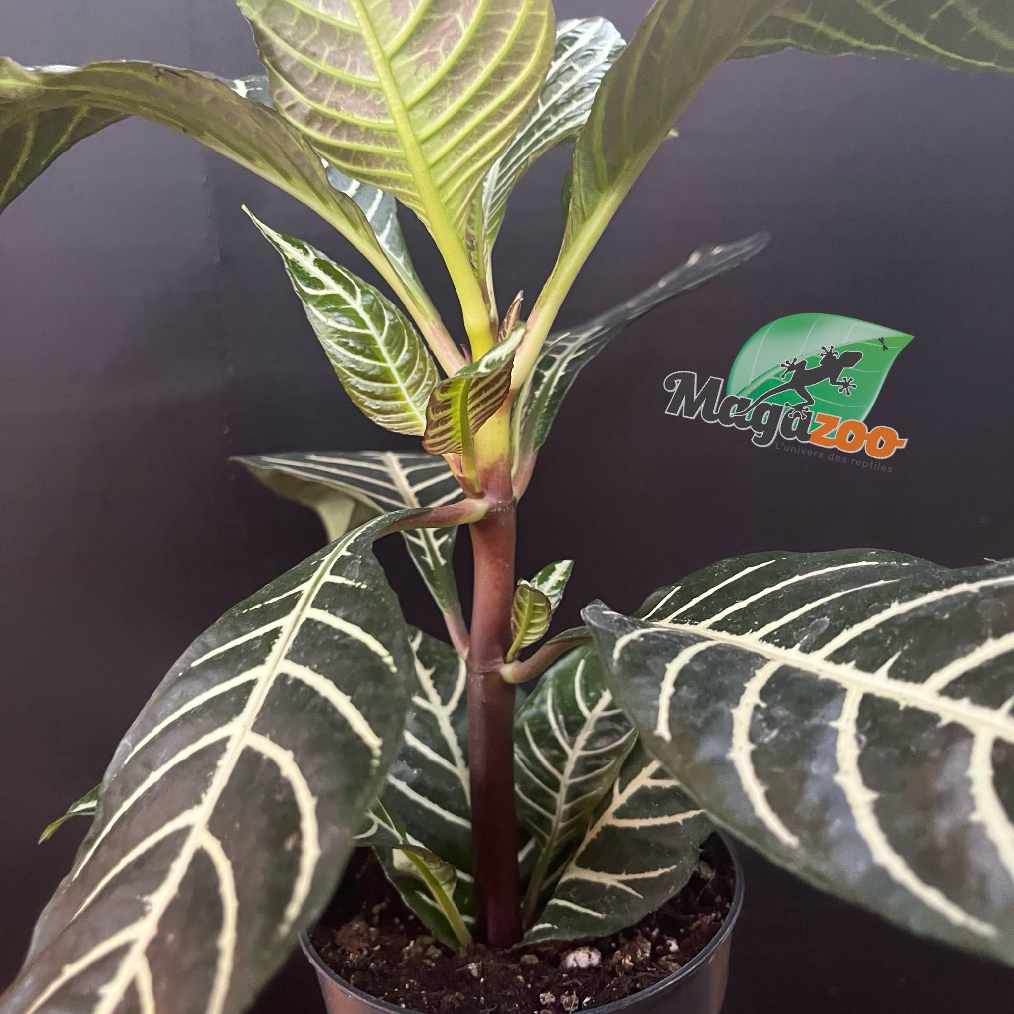 Magazoo Plante Aphelandra Squaroza 'Dania' | Aphelandra Zebra - 10 cm