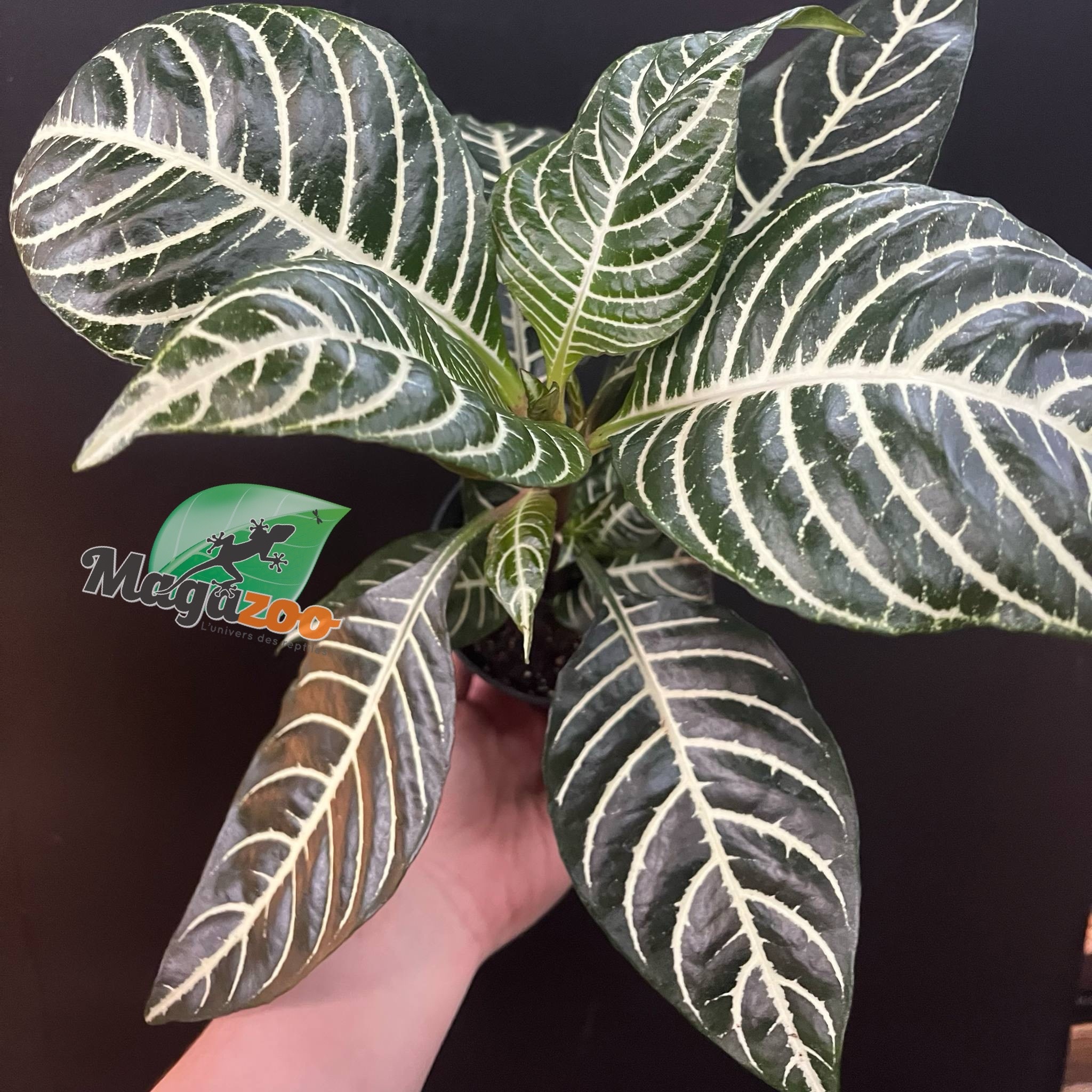 Magazoo Aphelandra Squarroza Plant 'Dania' | Aphelandra Zebra - 10 cm
