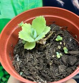 Magazoo Kalanchoe Daigremont plant - Kalanchoe daigremontiana - Mother of thousands