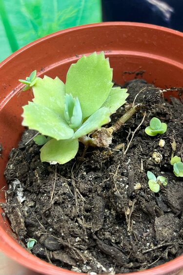 Magazoo Kalanchoe Daigremont plant - Kalanchoe daigremontiana - Mother of thousands