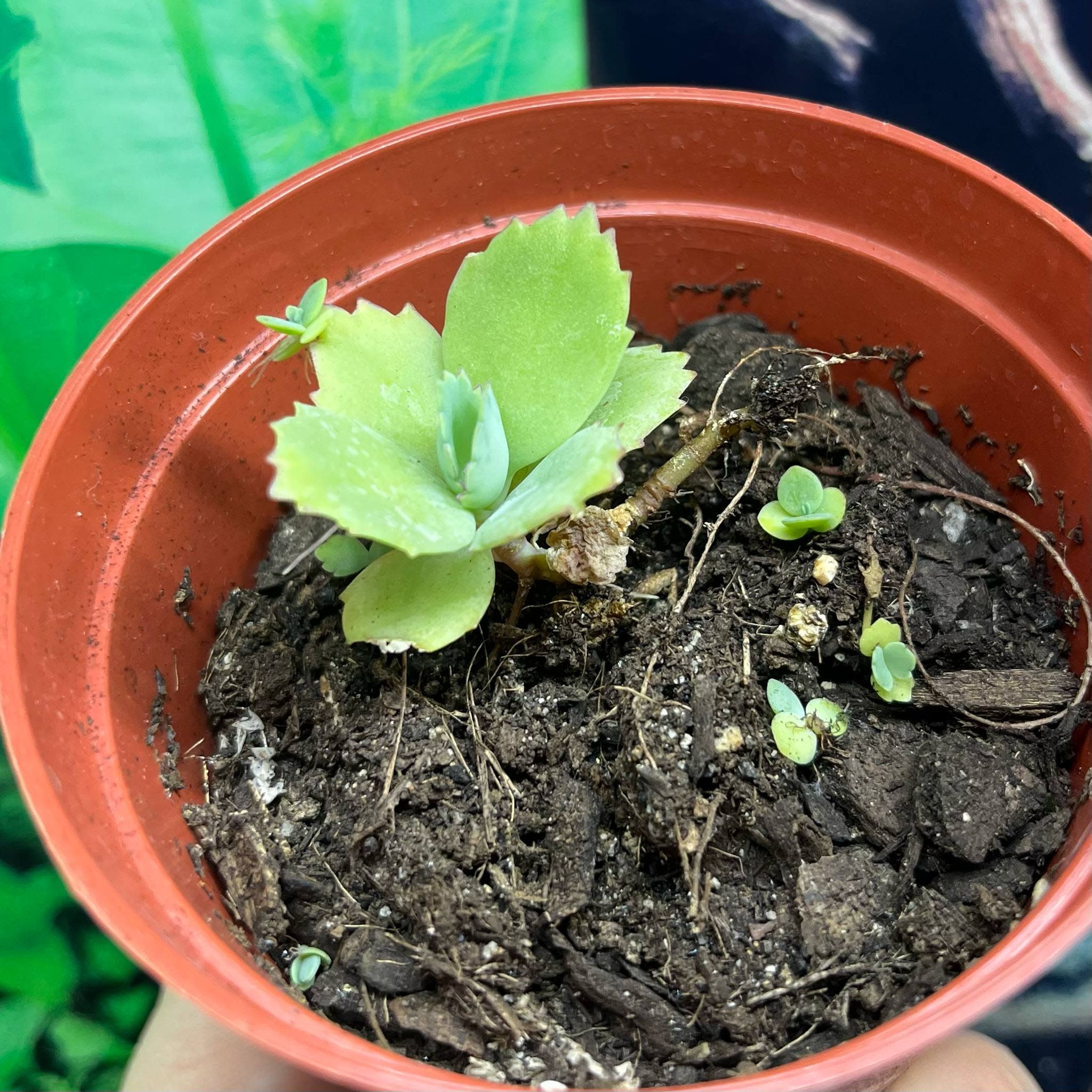 Magazoo Plante Kalanchoé de Daigremont - Kalanchoe daigremontiana - Mother of thousands