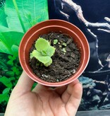 Magazoo Plante Kalanchoé de Daigremont - Kalanchoe daigremontiana - Mother of thousands