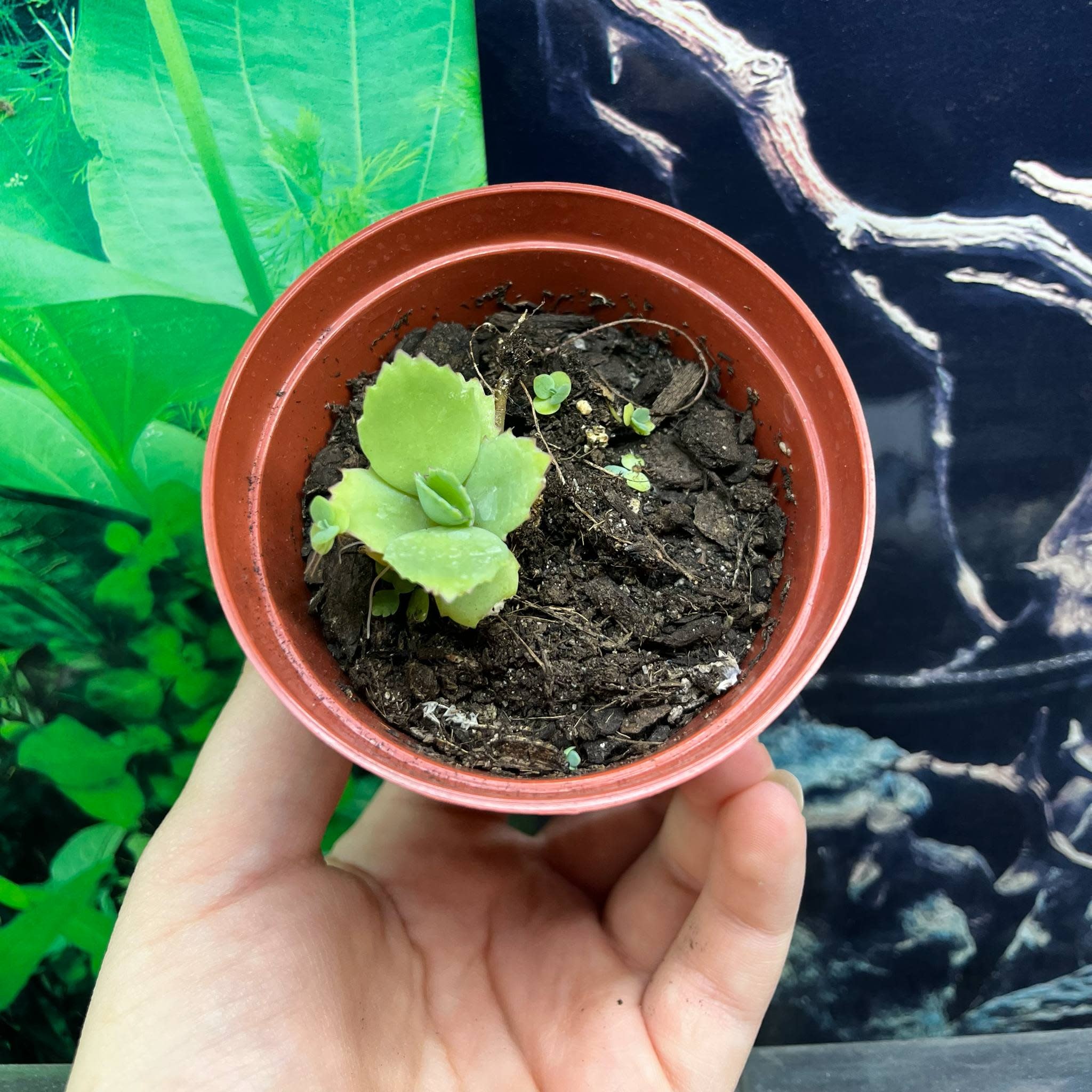 Magazoo Plante Kalanchoé de Daigremont - Kalanchoe daigremontiana - Mother of thousands