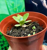 Magazoo Kalanchoe Daigremont plant - Kalanchoe daigremontiana - Mother of thousands