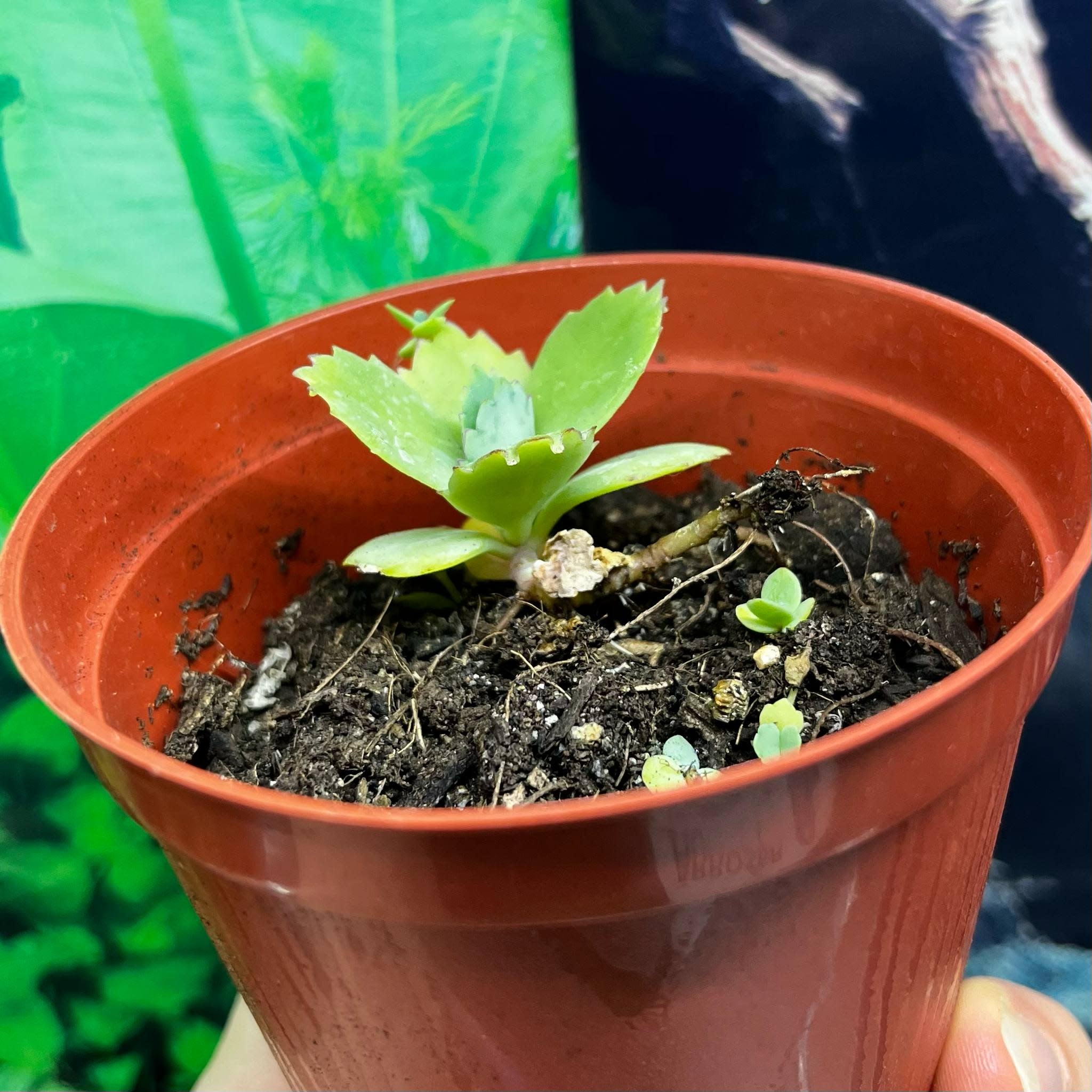 Magazoo Kalanchoe Daigremont plant - Kalanchoe daigremontiana - Mother of thousands