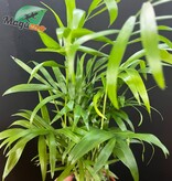 Magazoo Plante Palmier Neanthe 'Bella' - 9 cm