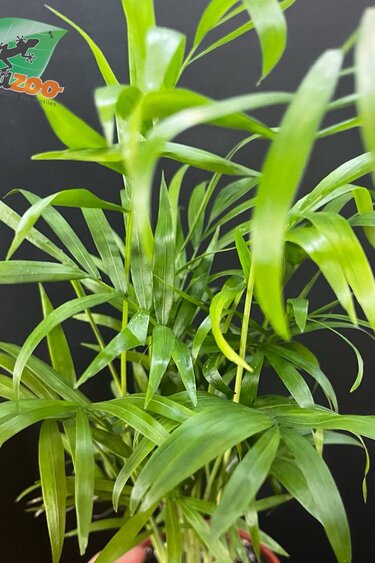 Magazoo Palmier Neanthe 'Bella' - 9 cm