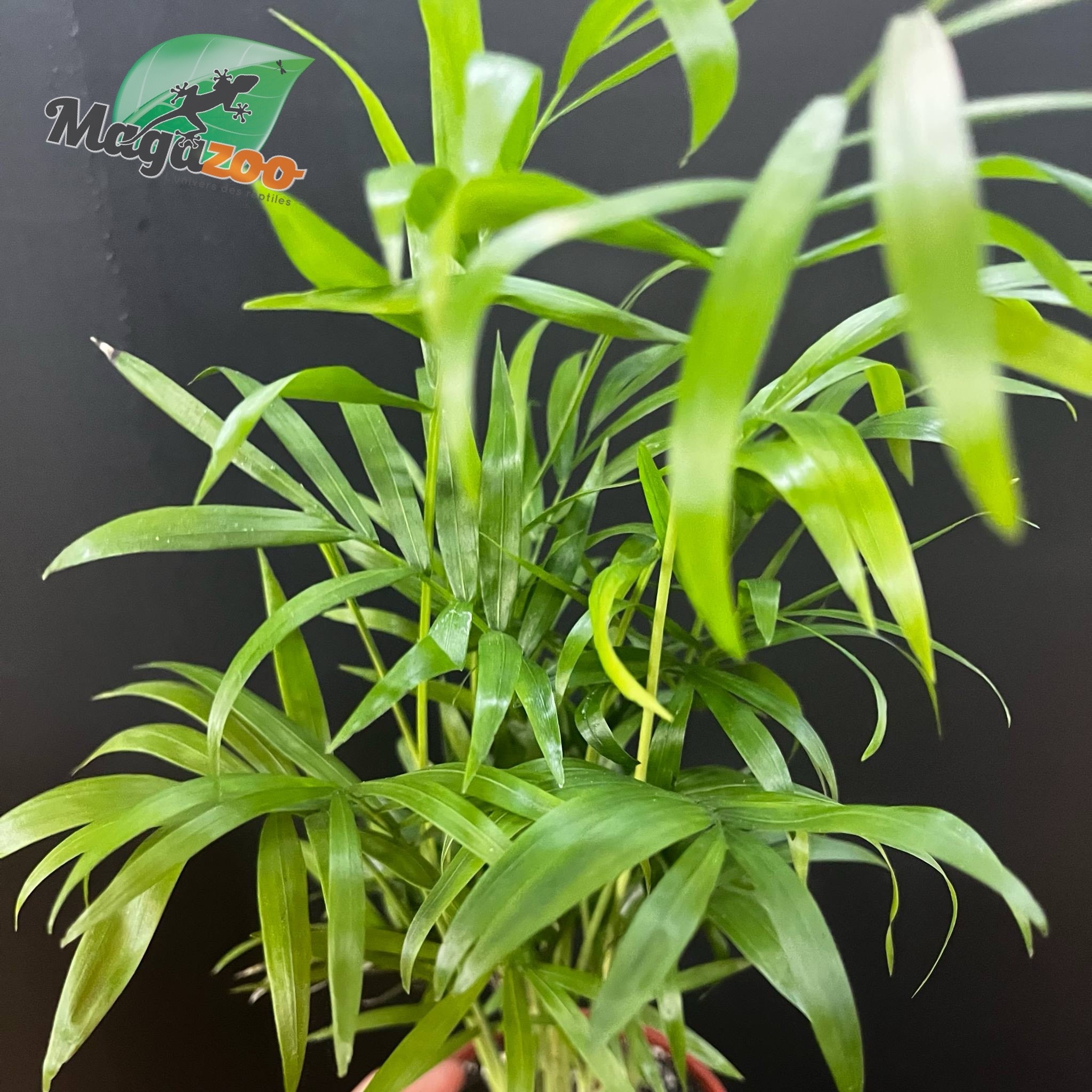 Magazoo Plante Palmier Neanthe 'Bella' - 9 cm