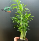 Magazoo Plante Palmier Neanthe 'Bella' - 9 cm