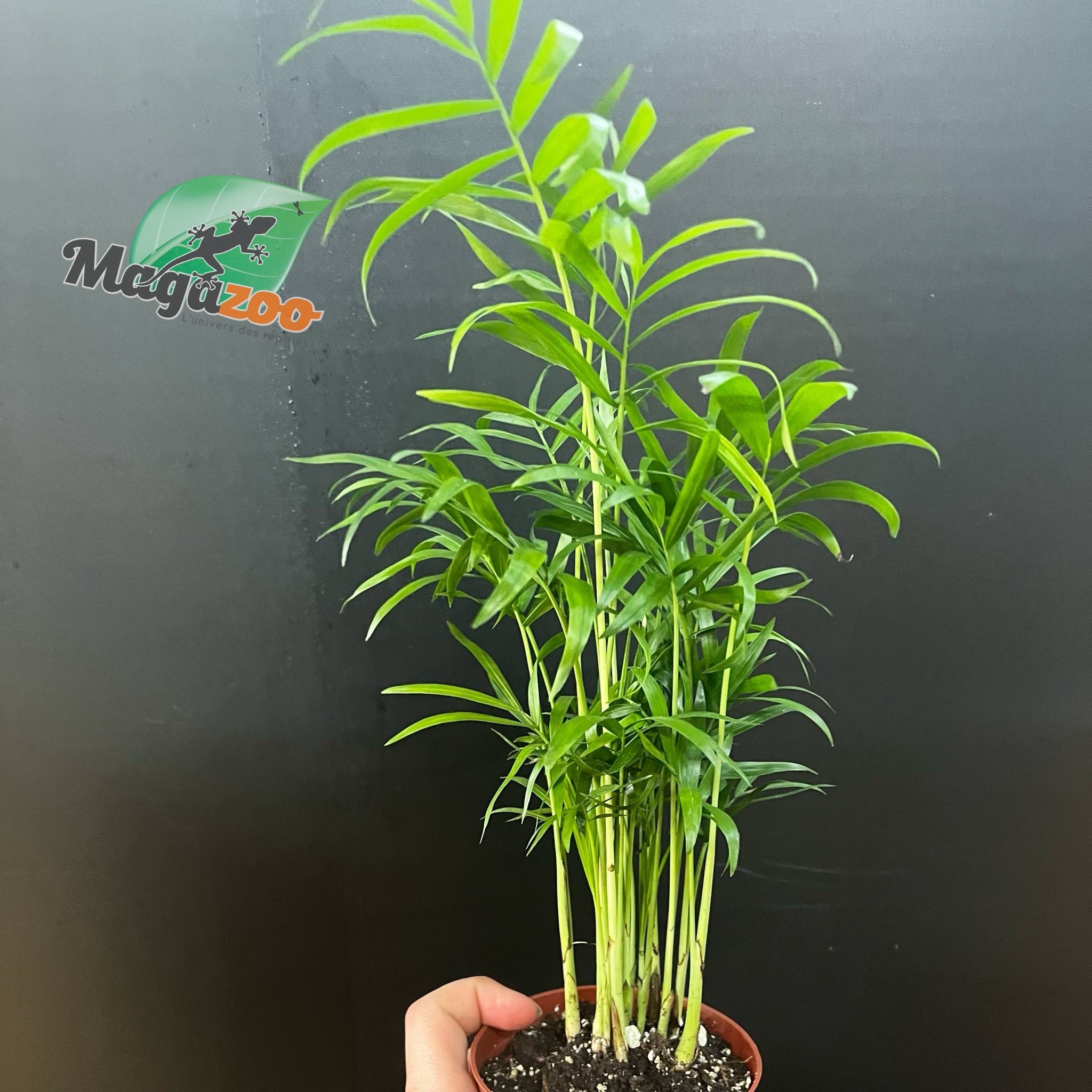 Magazoo Plante Palmier Neanthe 'Bella' - 9 cm