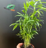 Magazoo Plante Palmier Neanthe 'Bella' - 9 cm