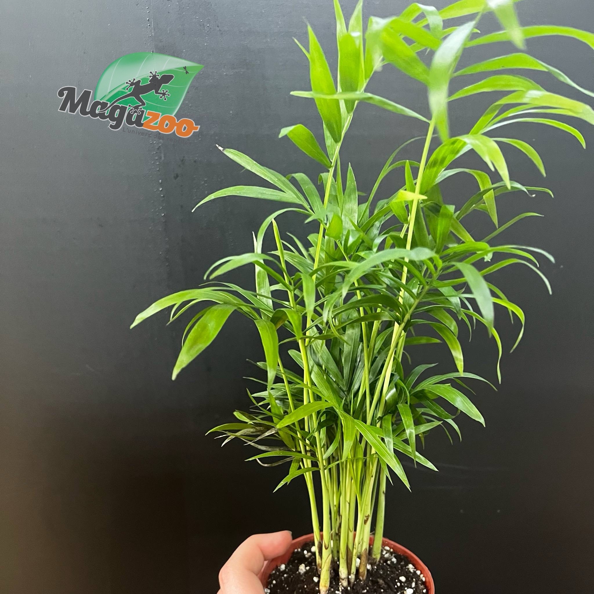 Magazoo Plante Palmier Neanthe 'Bella' - 9 cm