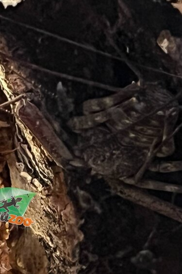 Magazoo Amblypyge africain (Damon medius) #2 Mâle