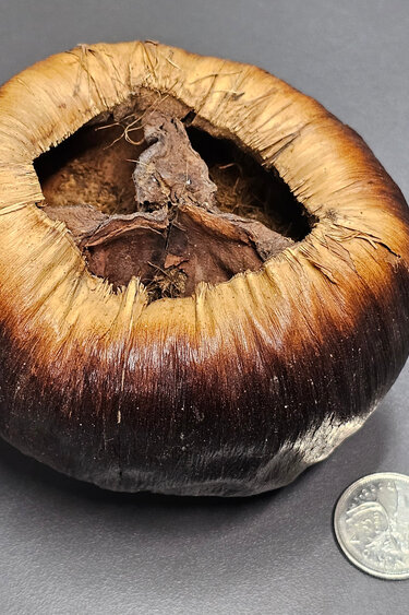 La Swamp LA SWAMP 1666 Gousse de Talami