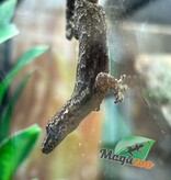 Magazoo Gecko nain /Mourning gecko