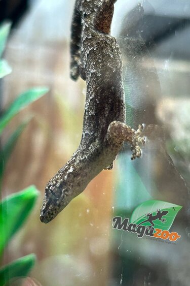 Magazoo Mourning gecko