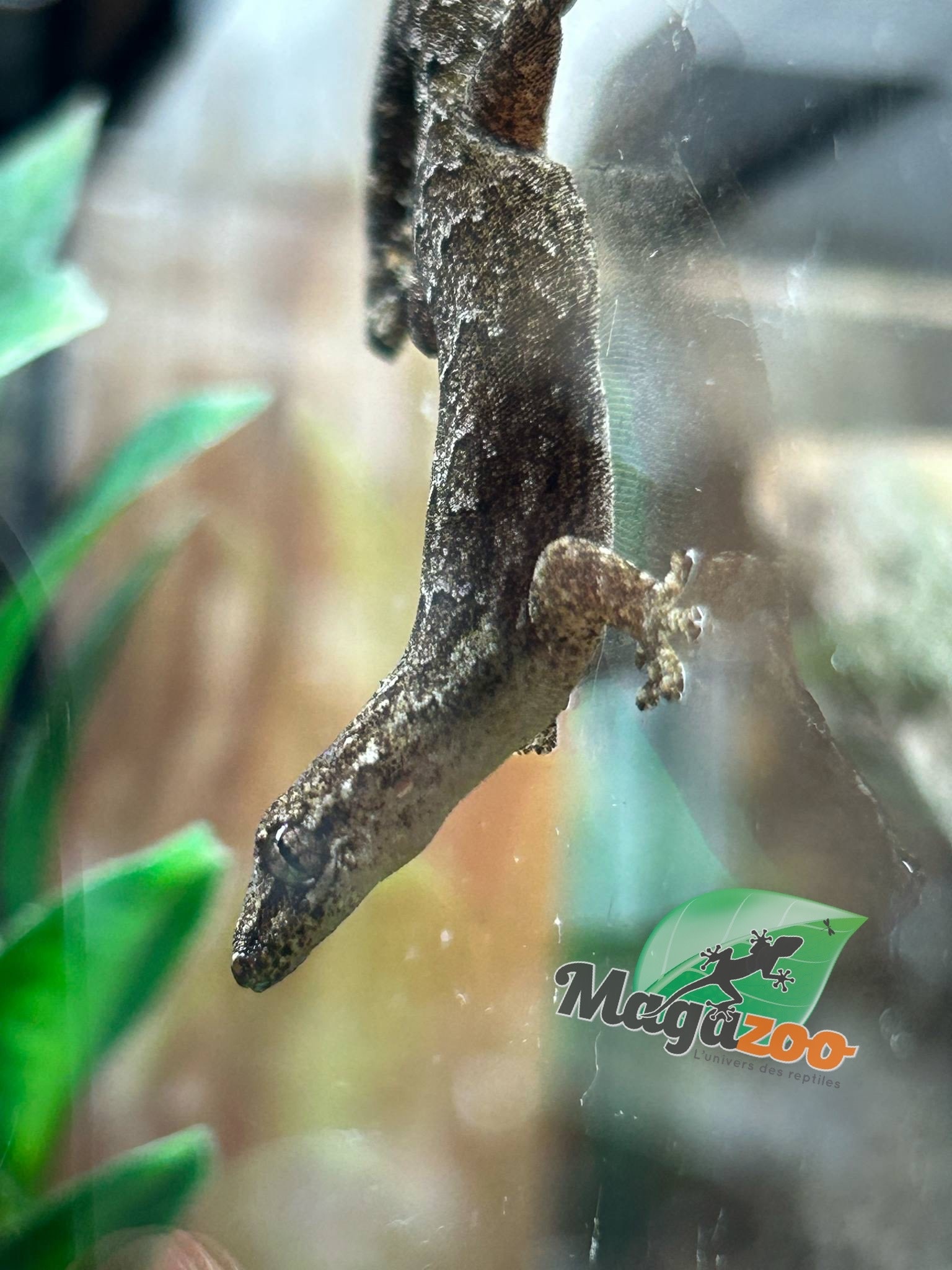 Magazoo Mourning gecko
