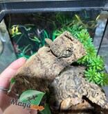 Magazoo Mourning gecko