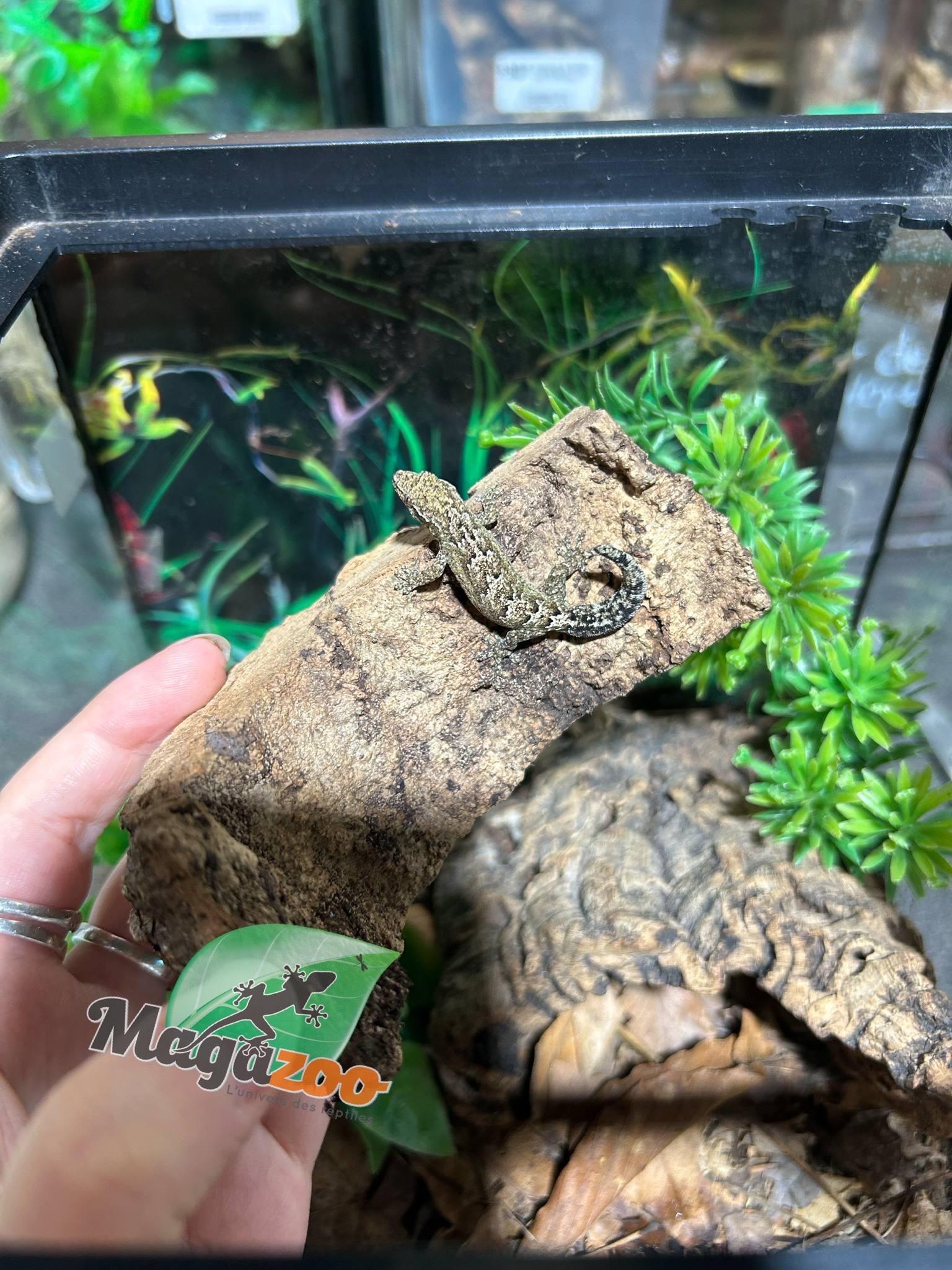 Magazoo Gecko nain /Mourning gecko