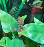Magazoo Mourning gecko