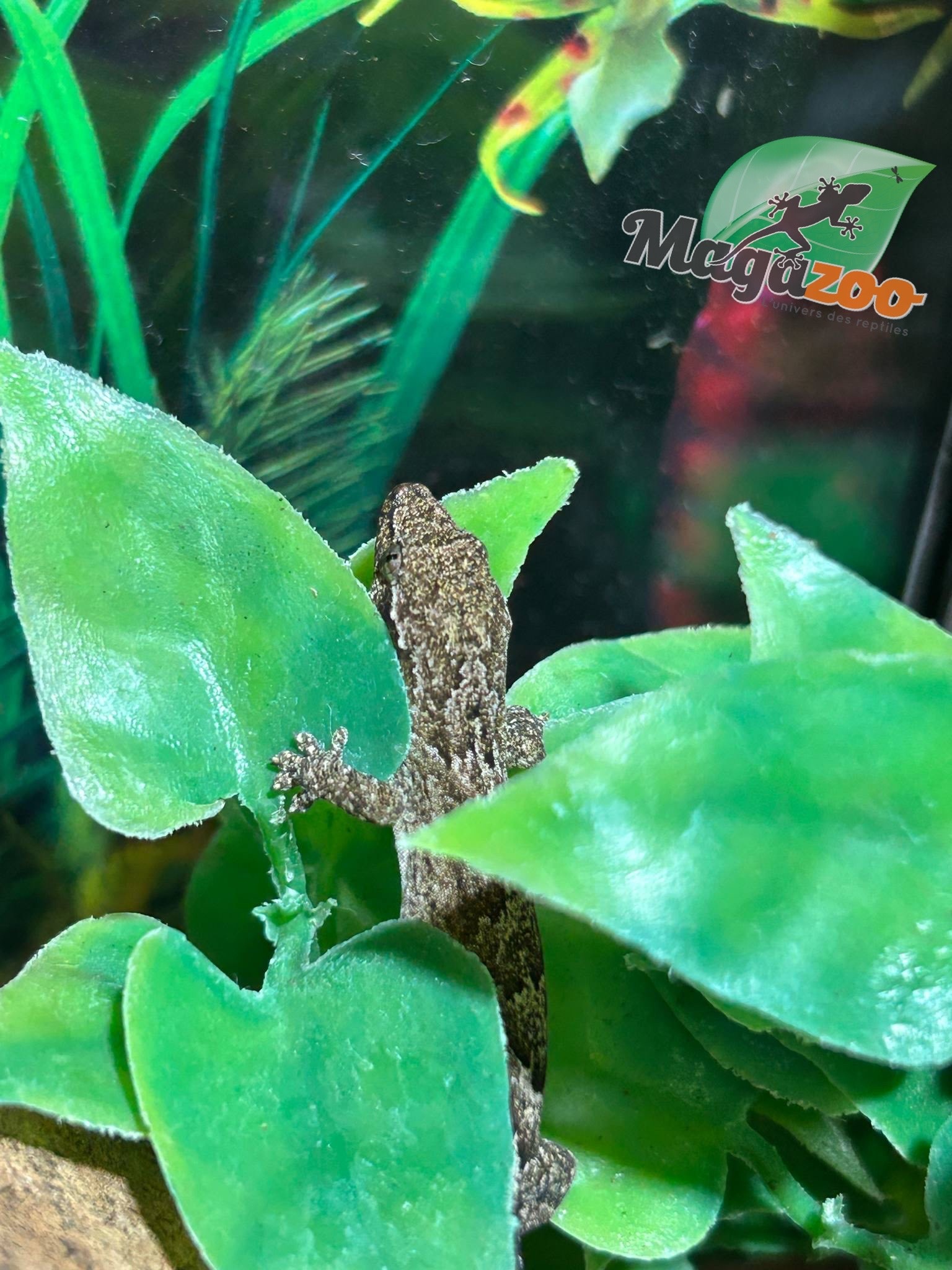 Magazoo Mourning gecko